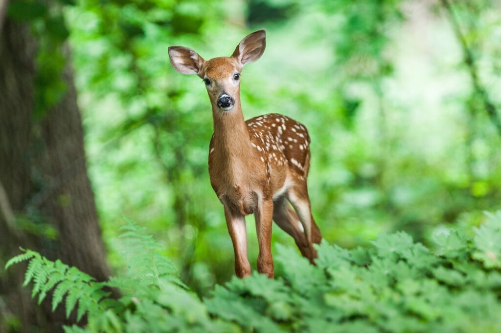 A deer in woodland